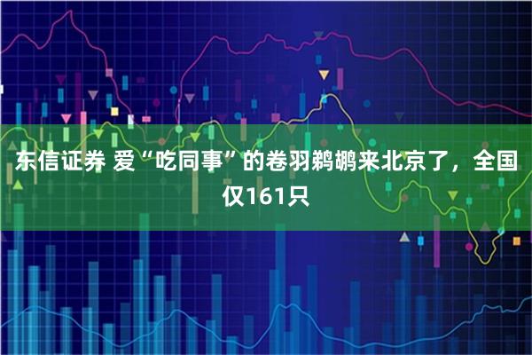 东信证券 爱“吃同事”的卷羽鹈鹕来北京了，全国仅161只