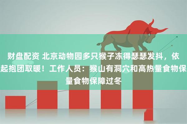 财盘配资 北京动物园多只猴子冻得瑟瑟发抖，依偎在一起抱团取暖！工作人员：猴山有洞穴和高热量食物保障过冬